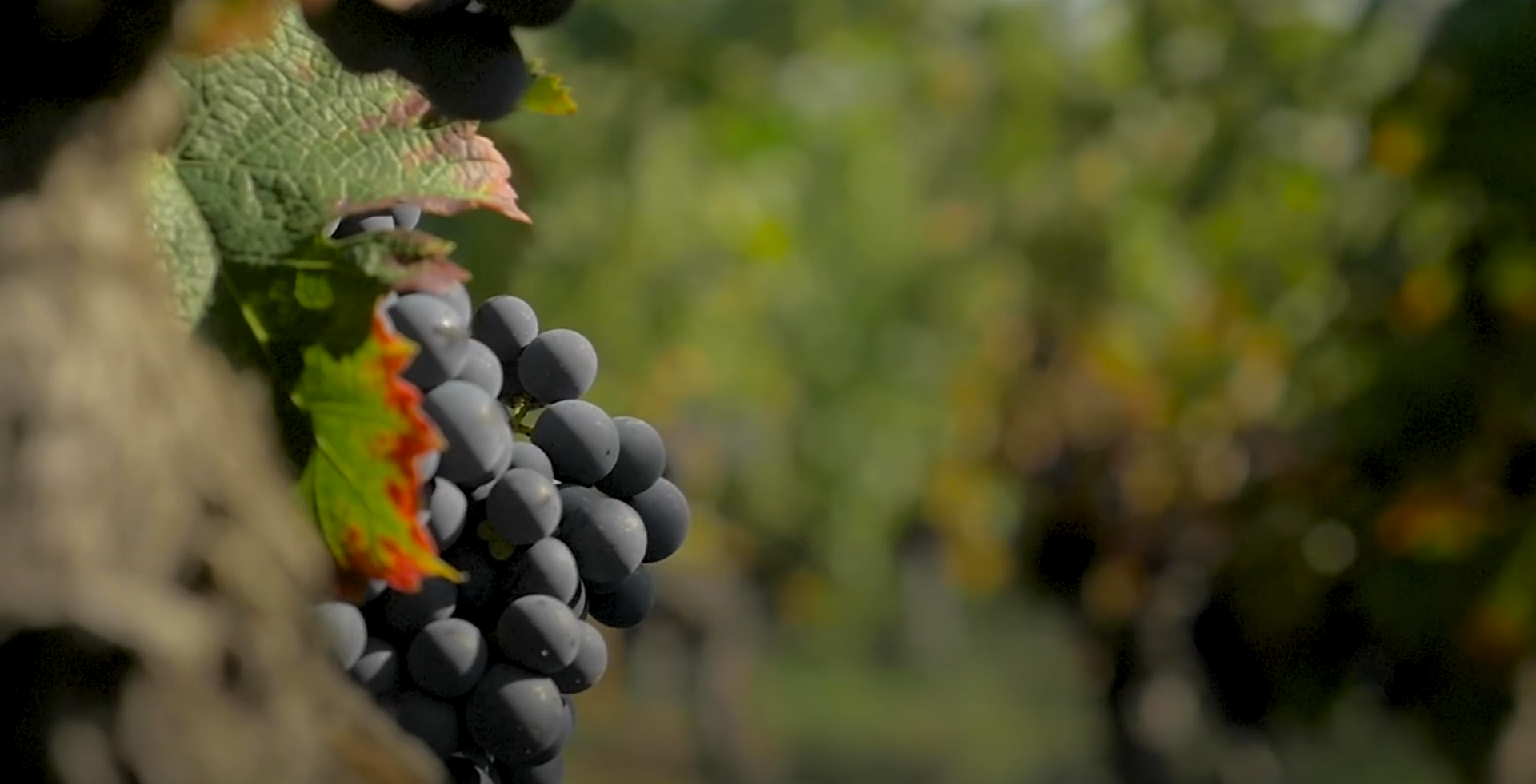 Where Does Wine Come From?