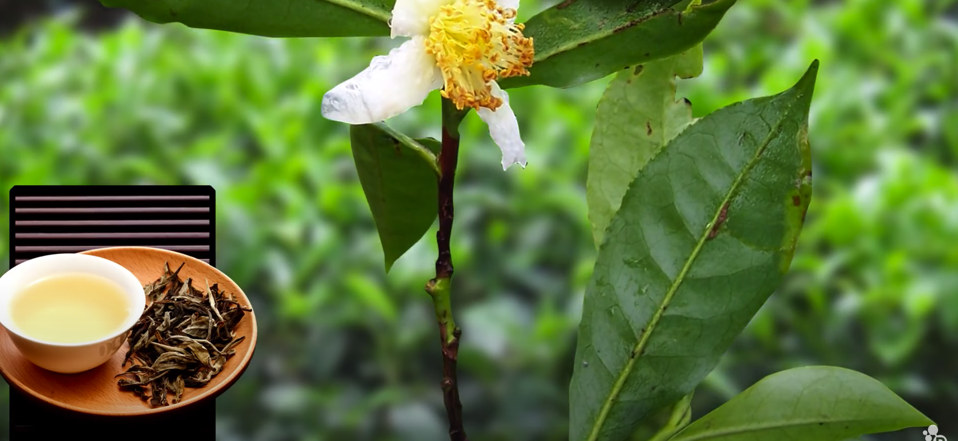 White, Green, Black, and Oolong Tea: What's the Difference?