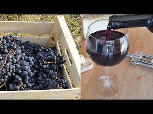 Homemade Italian Wine - How to make wine at home from grapes without yeast and sugar
