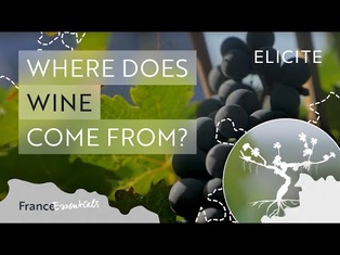 Where Does Wine Come From?